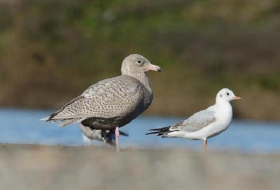 Report: North America has lost 1 billion birds since 1970